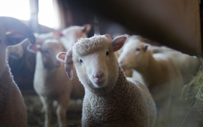 “CLEAN” or “UNCLEAN” FOOD in today’s context