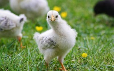 Tips for carnivorous desiring to become a vegetarian