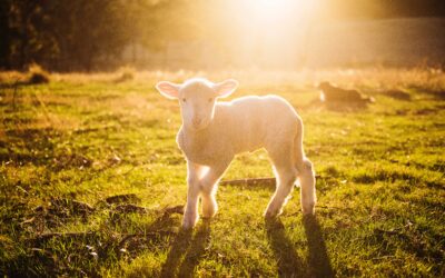 Why Did God Allow Men To Eat Meat?
