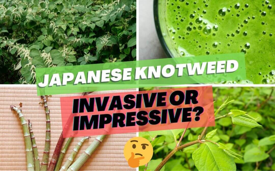 Japanese Knotweed – Invasive or Impressive?