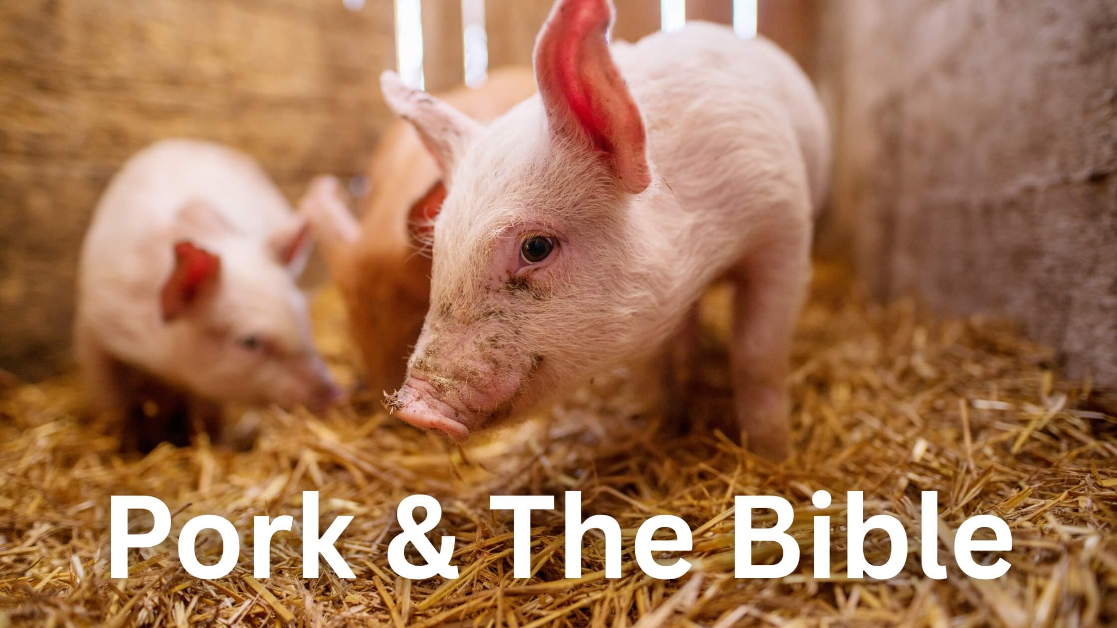 Pork and the Bible